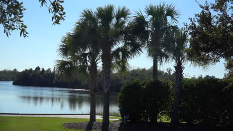 South-Carolina-palms-and-a-lake