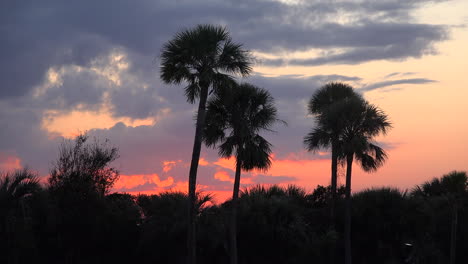 South-Carolina-sunset-beyond-palm-trees