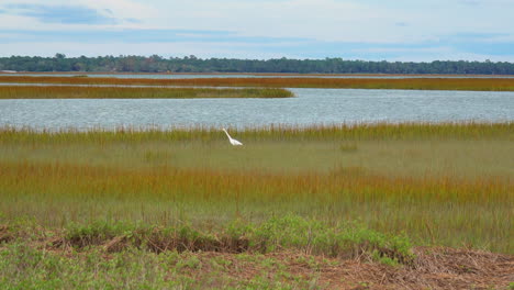 South-Carolina-zoom-out-from-heron