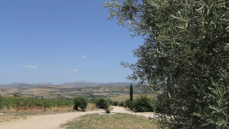 Andalucia-Spain-road-and-olive-tree