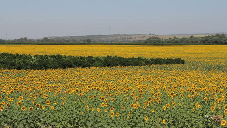 Andalusien-Spanien-Sonnenblumen