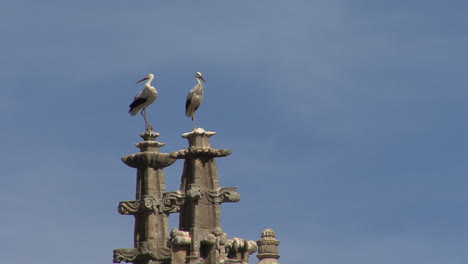 Salamanca-España-Cigüeñas-En-Agujas