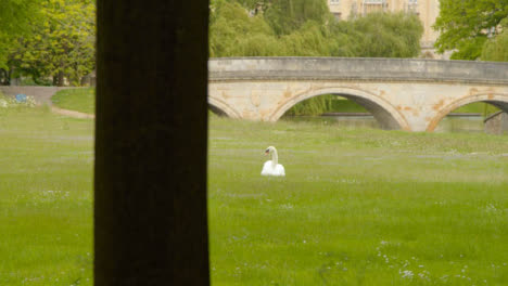 Tracking-Shot-Past-Tree-Revealing-Lone-Swan-Sitting-In-Field-