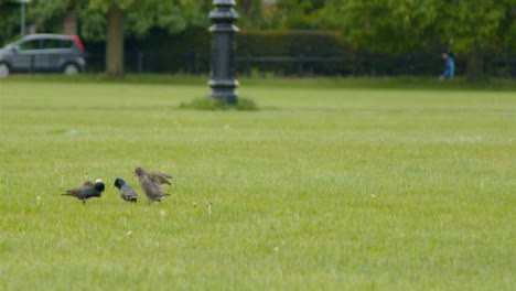 Lange-Aufnahme-Von-Vögeln-Im-Park