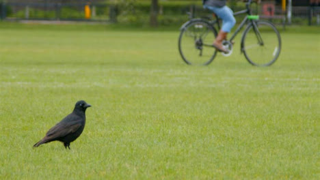Long-Shot-of-Crow-In-Park-