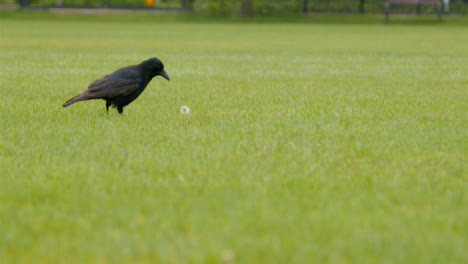 Long-Shot-of-Crow-In-Public-Park-