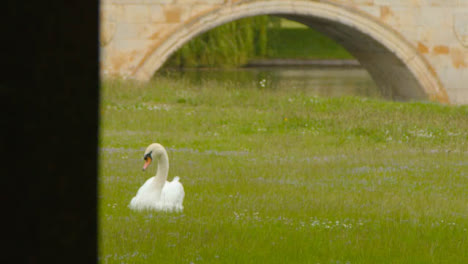 Tracking-Shot-Revealing-Lone-Swan-Sitting-In-Field-
