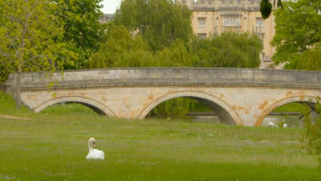 Kamerafahrt,-Die-Einen-Einsamen-Schwan-Zeigt,-Der-Auf-Einem-Feld-Sitzt