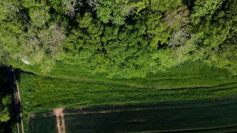 Drohnenschuss-Fliegt-über-Feld-und-Bäume