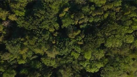 Drone-Shot-Rising-High-Above-Trees