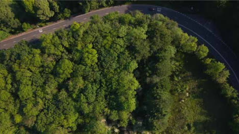 Disparo-De-Drone-Volando-Sobre-Los-árboles-Y-Mirando-Hacia-Abajo-En-La-Carretera-Del-Campo