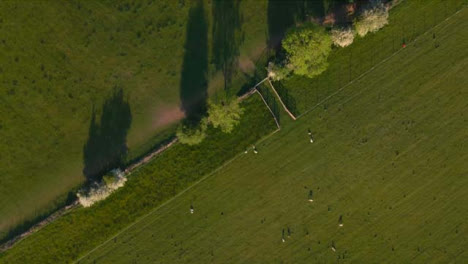 Drone-Shot-Flying-Over-Field-with-Sheep-