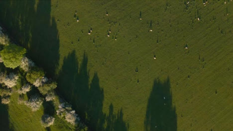 Drone-Shot-Flying-Over-Agricultural-Field-with-Sheep-