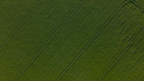 Drone-Shot-Flying-Over-Agricultural-Field-