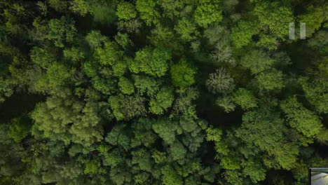 Drone-Shot-Descending-On-Trees