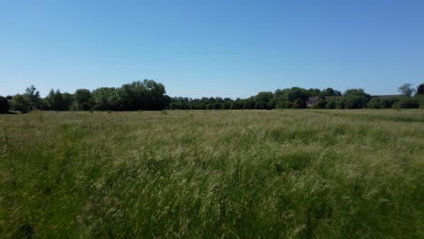 Drone-Shot-Flying-Low-Over-Tall-Grass-Field-