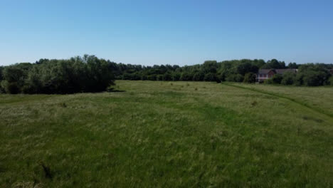 Drone-Shot-Flying-Low-Over-and-Then-Rising-Up-Over-Tall-Grass-Field-