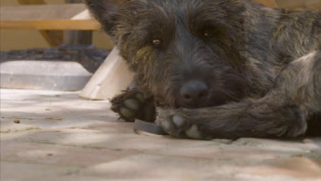 Primer-Plano-De-Un-Pequeño-Perro-Negro-Mirando-Hacia-Arriba-Después-De-Relajarse-En-La-Sombra