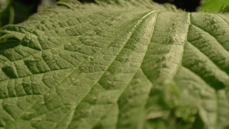 Extreme-Close-Up-Shot-of-a-Plant-Leaf