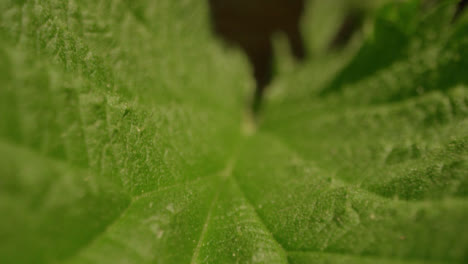 Extreme-Close-Up-Shot-Through-a-Plant-Leaf