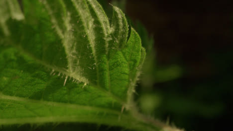 Extreme-Close-Up-Shot-Along-Plant-Leaf