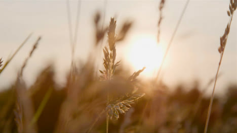 Close-Up-Shot-of-Tall-Grass-Backlit-Against-Sunset