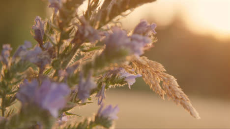 Nahaufnahme-Einer-Blume-Bei-Sonnenuntergang