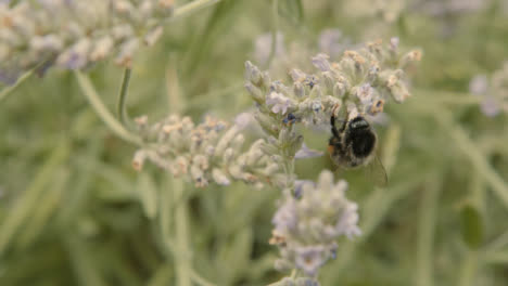 Close-Up-Shot-of-Bumblebee-On-Flower