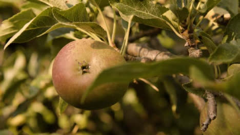 Close-Up-Shot-of-Apple-On-Apple-Tree