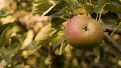 Close-Up-Shot-of-Apple-On-an-Apple-Tree