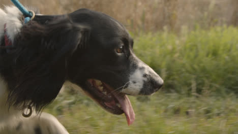 Tiro-De-Seguimiento-Siguiendo-A-Spaniel-Caminando