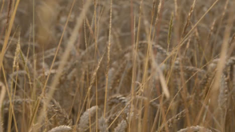 Tracking-Shot-Through-Wheat-