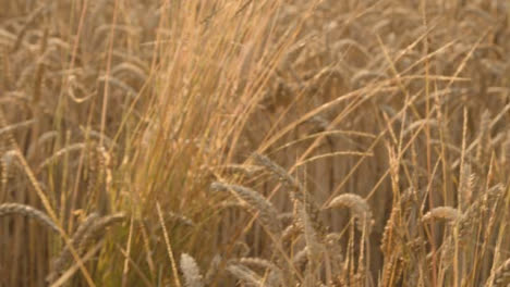 Tracking-Shot-Through-Some-Wheat-