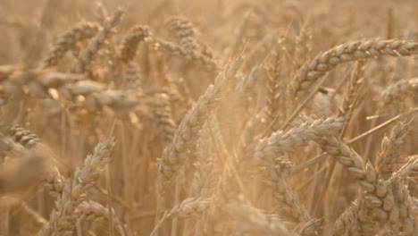 Tracking-Shot-Through-a-Wheat-Field-at-Golden-Hour