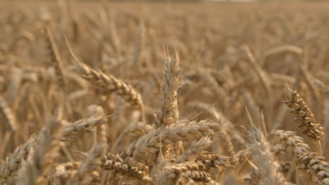 Tracking-Shot-Through-Wheat-at-Golden-Hour