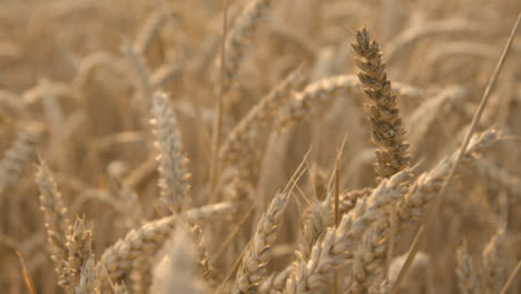 Tracking-Shot-Through-Wheat-During-Golden-Hour