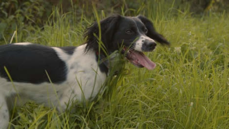 Kamerafahrt-Eines-Hundes,-Der-Im-Hohen-Gras-Spielt