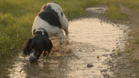 Kamerafahrt-Von-Hund,-Der-In-Pfütze-Spielt