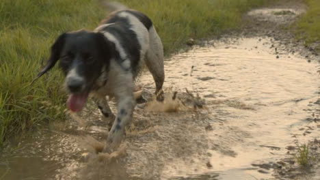 Kamerafahrt-Eines-Hundes,-Der-In-Einer-Pfütze-Spielt