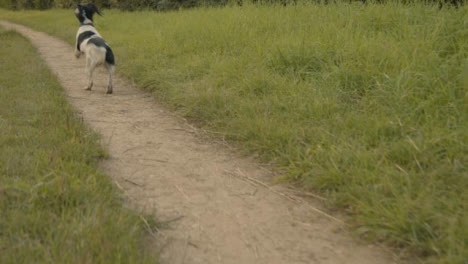 Tiro-De-Seguimiento-De-Perro-Corriendo-A-Lo-Largo-De-Camino-Rural