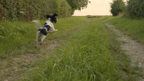 Tracking-Shot-of-Dog-Running-Along-a-Rural-Path