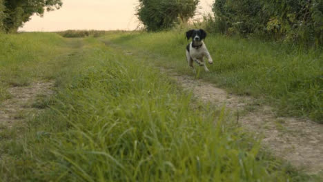 Tiro-De-Seguimiento-De-Perro-Corriendo-A-Lo-Largo-De-La-Vereda-Rural