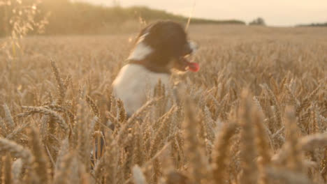 Panning-Shot-of-Dog-Playing-In-Wheat-Field