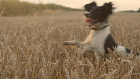 Kameraschwenk-Eines-Hundes,-Der-In-Einem-Weizenfeld-Spielt