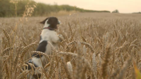 Mittlere-Aufnahme-Eines-Hundes,-Der-In-Einem-Weizenfeld-Spielt