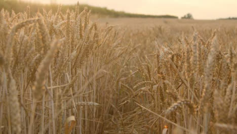 Tracking-Shot-Along-Rural-Path-Through-Wheat-Field