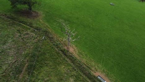 Drohnenschuss-Umkreist-Toten-Baum