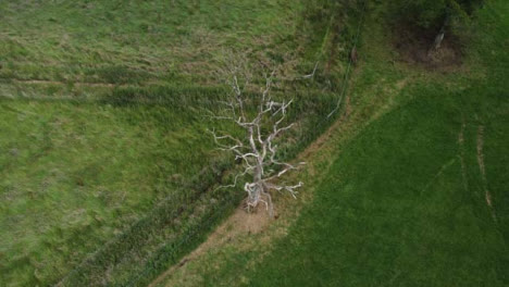 Drone-Shot-Pulling-Away-from-Dead-Tree