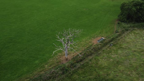 Drohnenschuss-Umkreist-Einen-Toten-Baum