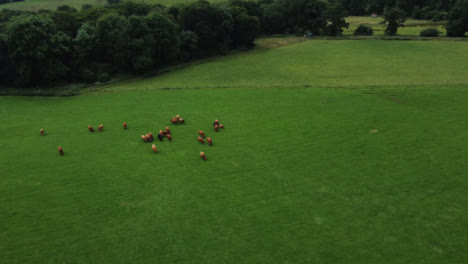 Drone-Shot-Flying-Towards-Herd-of-Cattle-Part-2-of-2